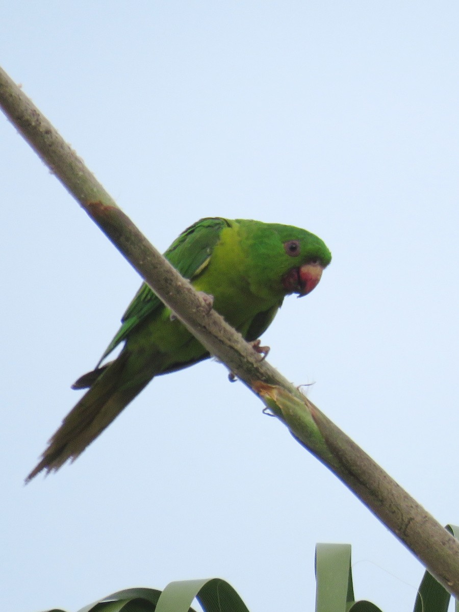Green Parakeet - Joyce Brady