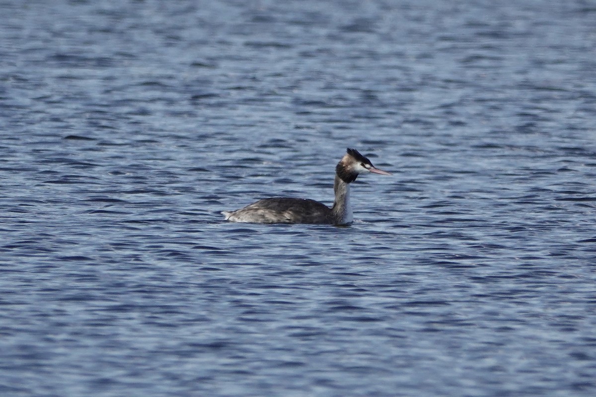 Great Crested Grebe - john cull