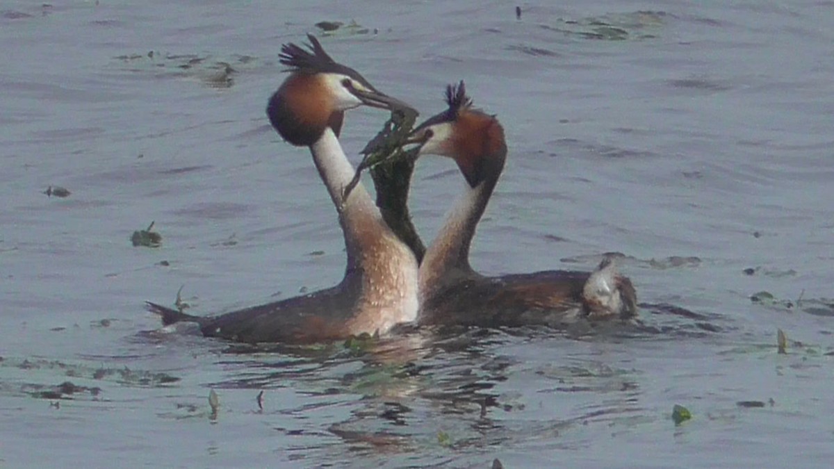 Great Crested Grebe - Christopher Bourne