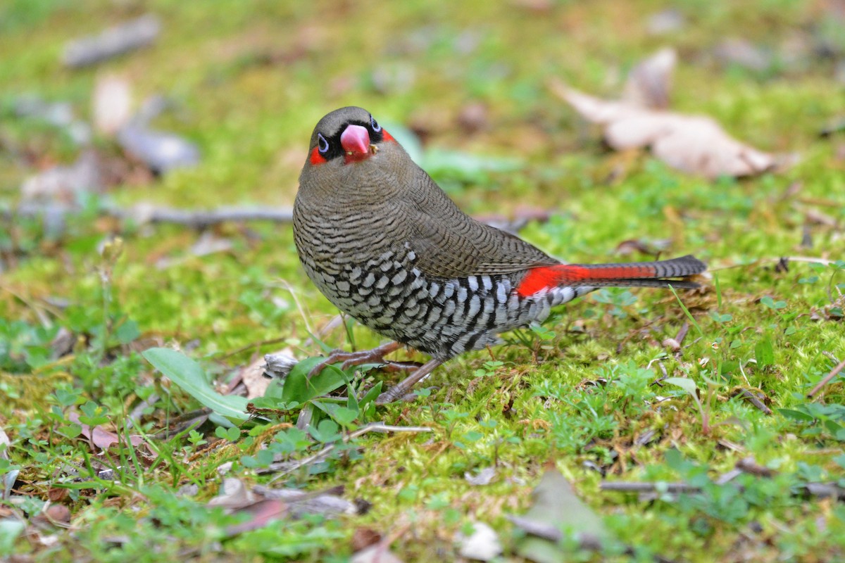 Red-eared Firetail - ML618949617