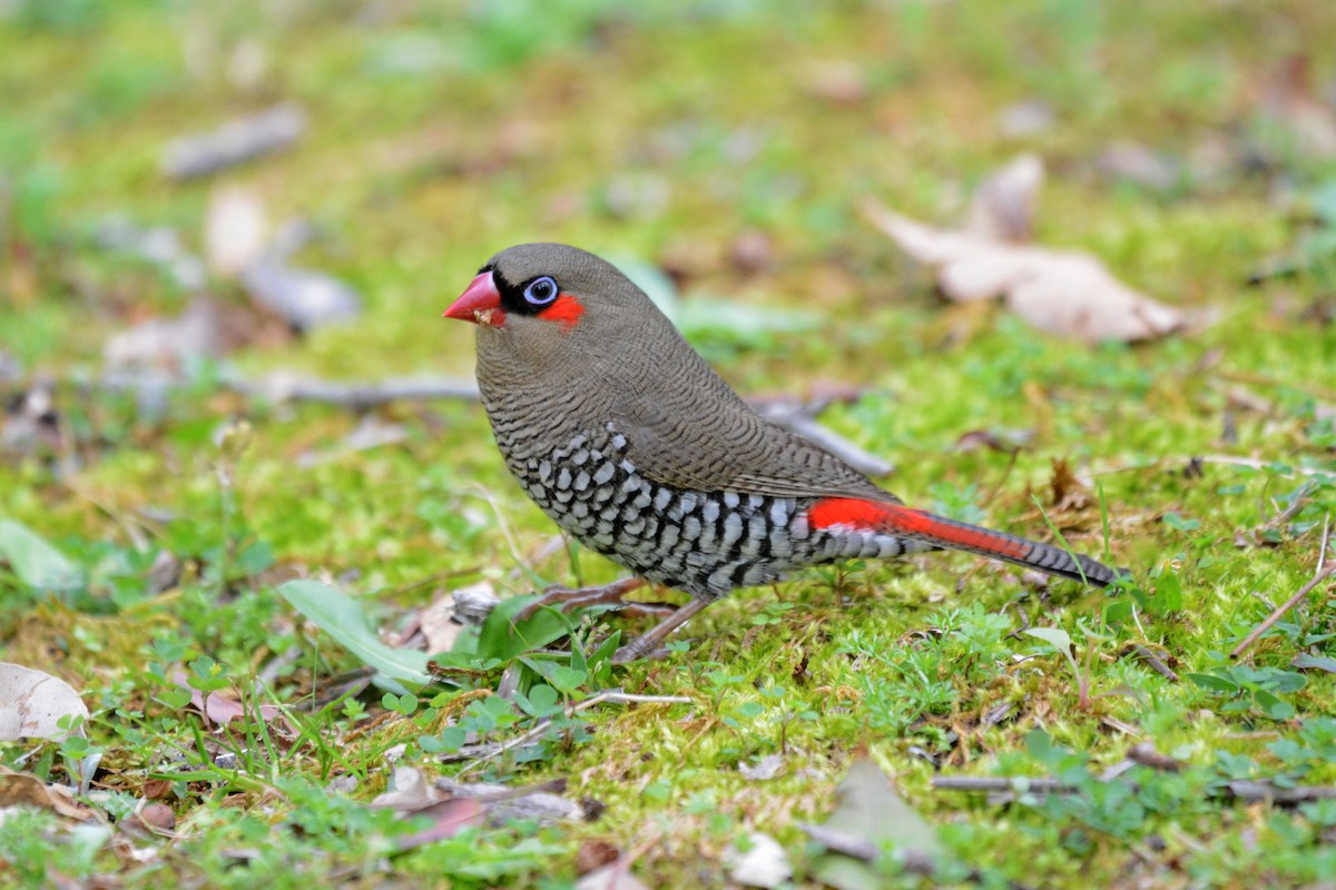 Red-eared Firetail - ML618949618