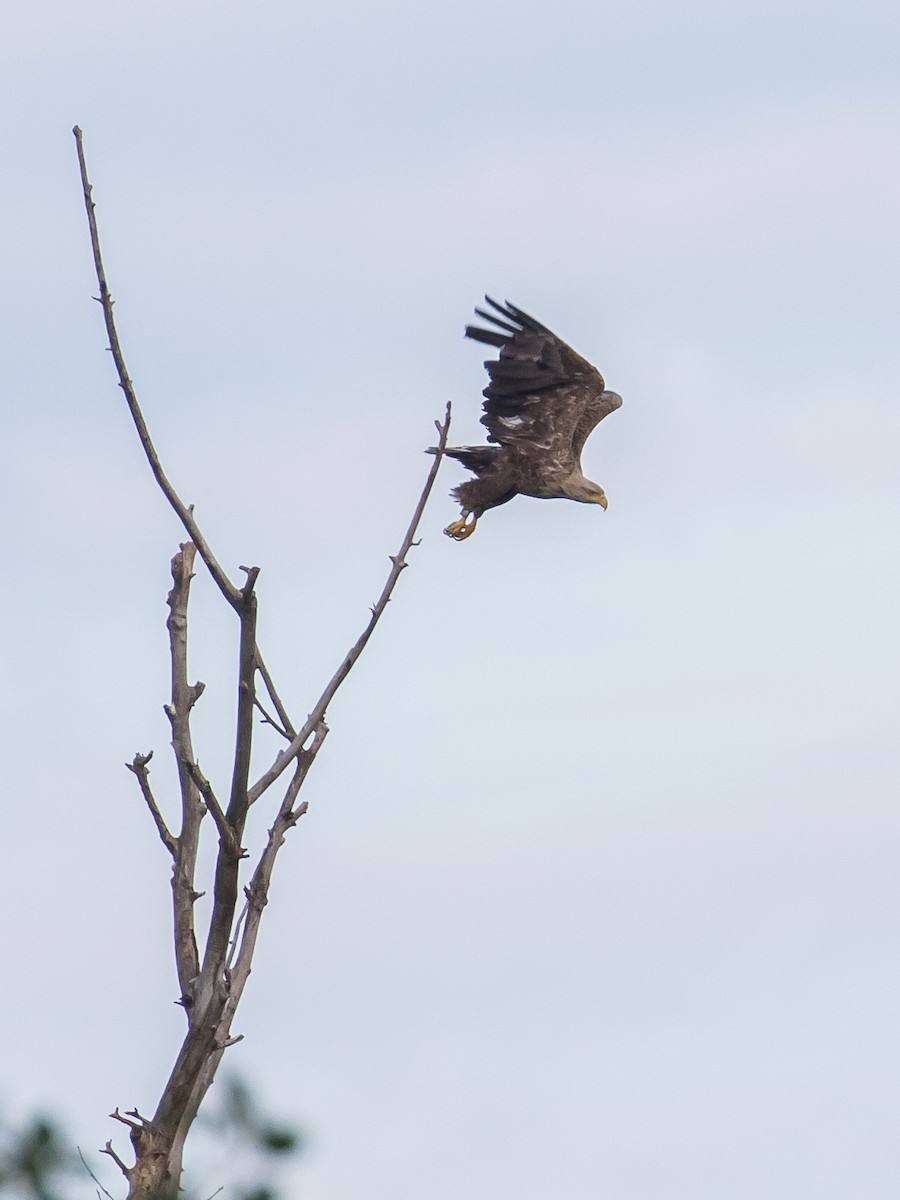 White-tailed Eagle - Milan Martic