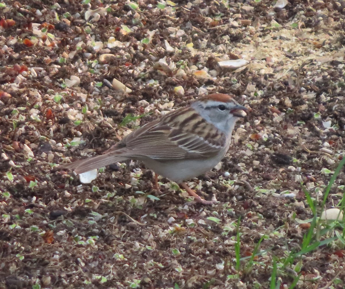 Chipping Sparrow - ML618949650