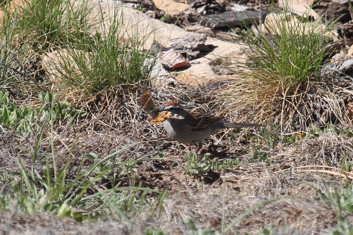 Chipping Sparrow - ML618949669
