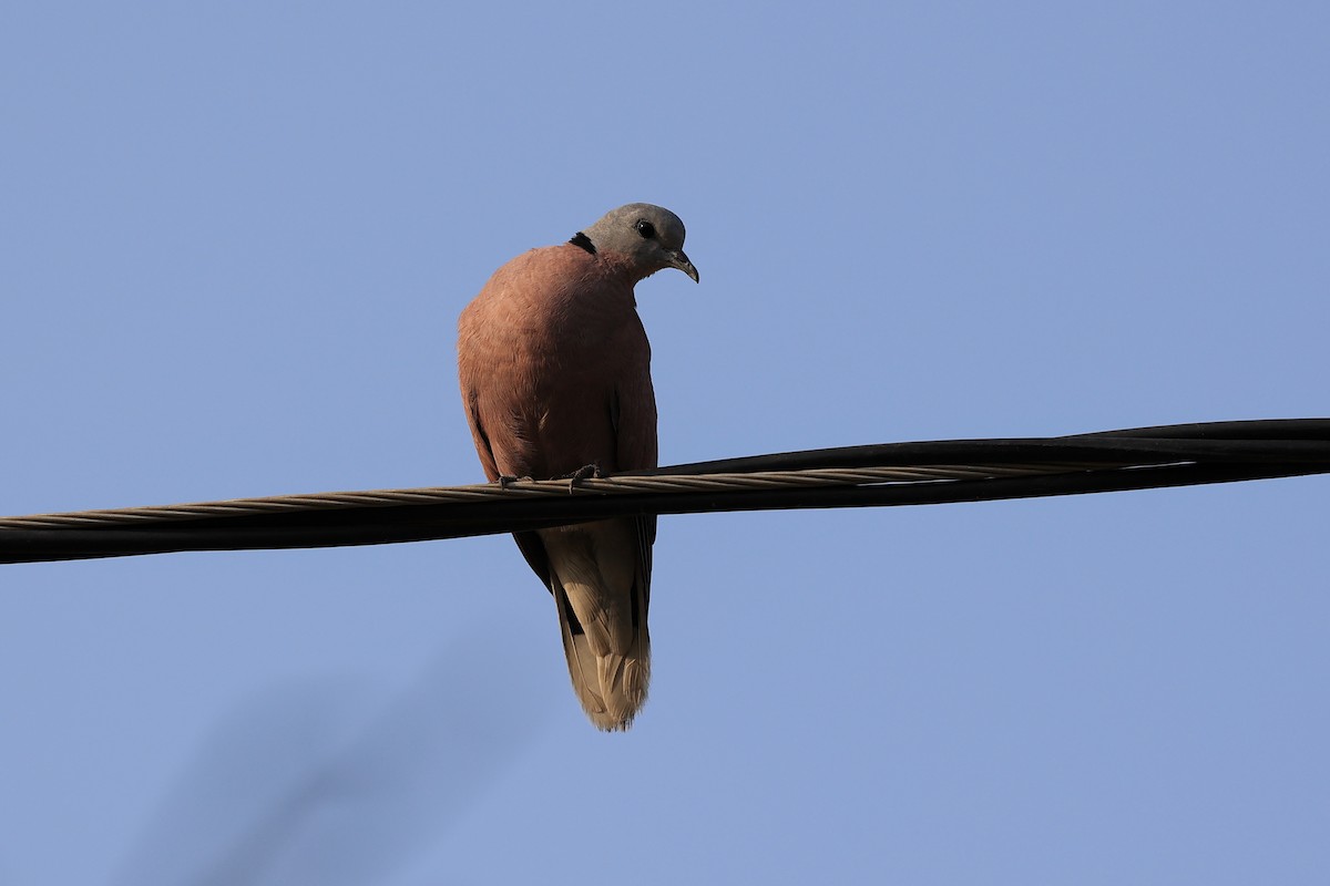 Red Collared-Dove - ML618949675