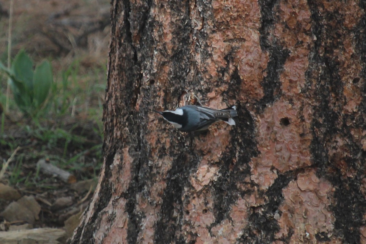 White-breasted Nuthatch - ML618949694