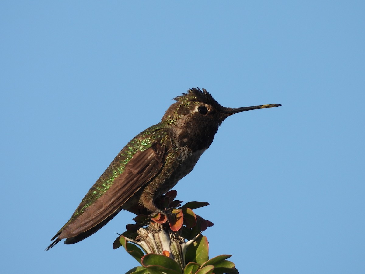 Anna's Hummingbird - L. Burkett