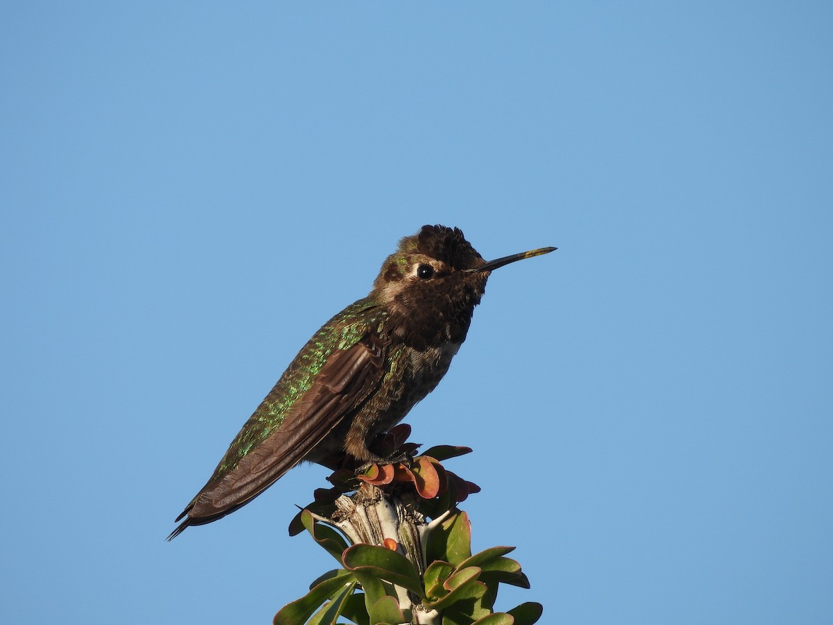 Anna's Hummingbird - ML618949698