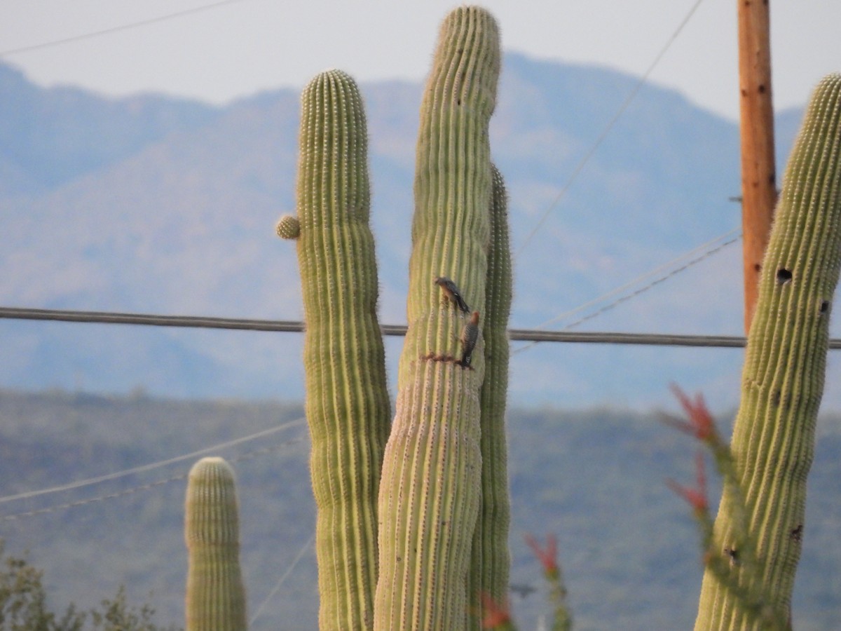 Pic des saguaros - ML618949742