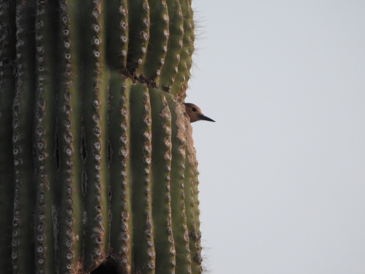 Pic des saguaros - ML618949743
