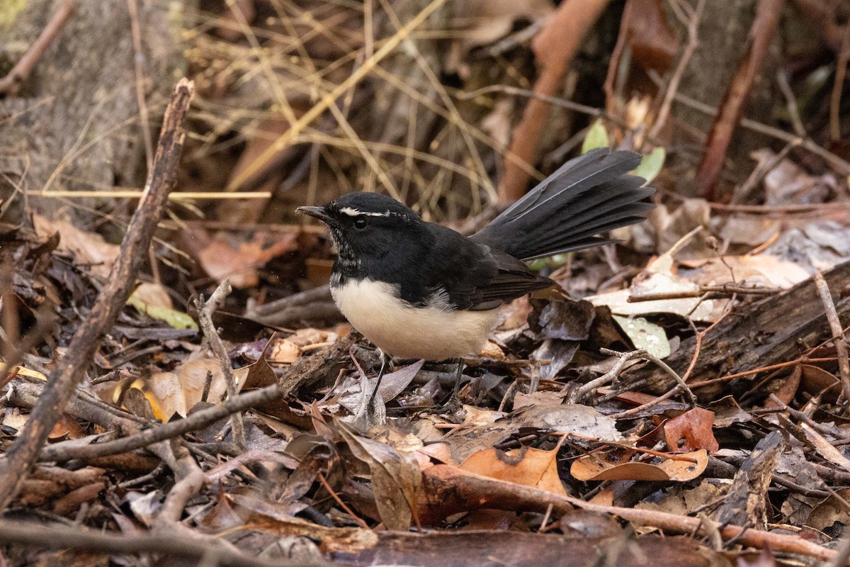 Willie-wagtail - ML618949762