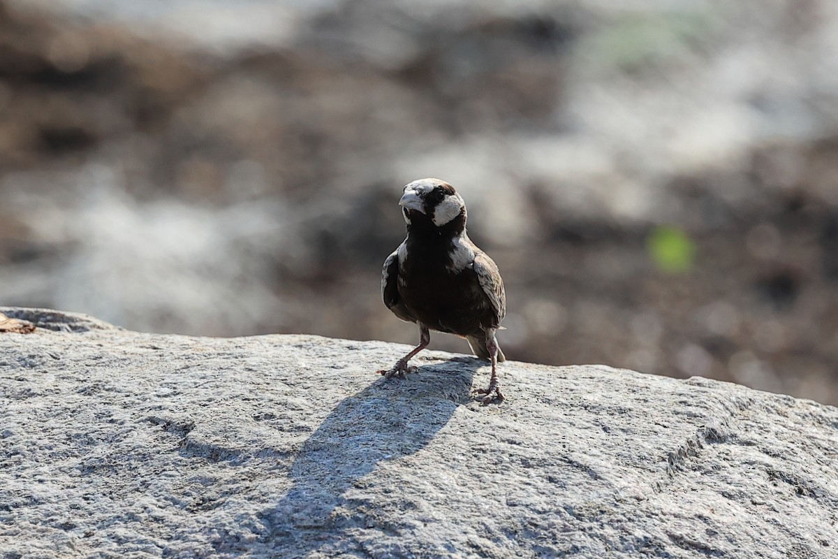 Ashy-crowned Sparrow-Lark - ML618949786