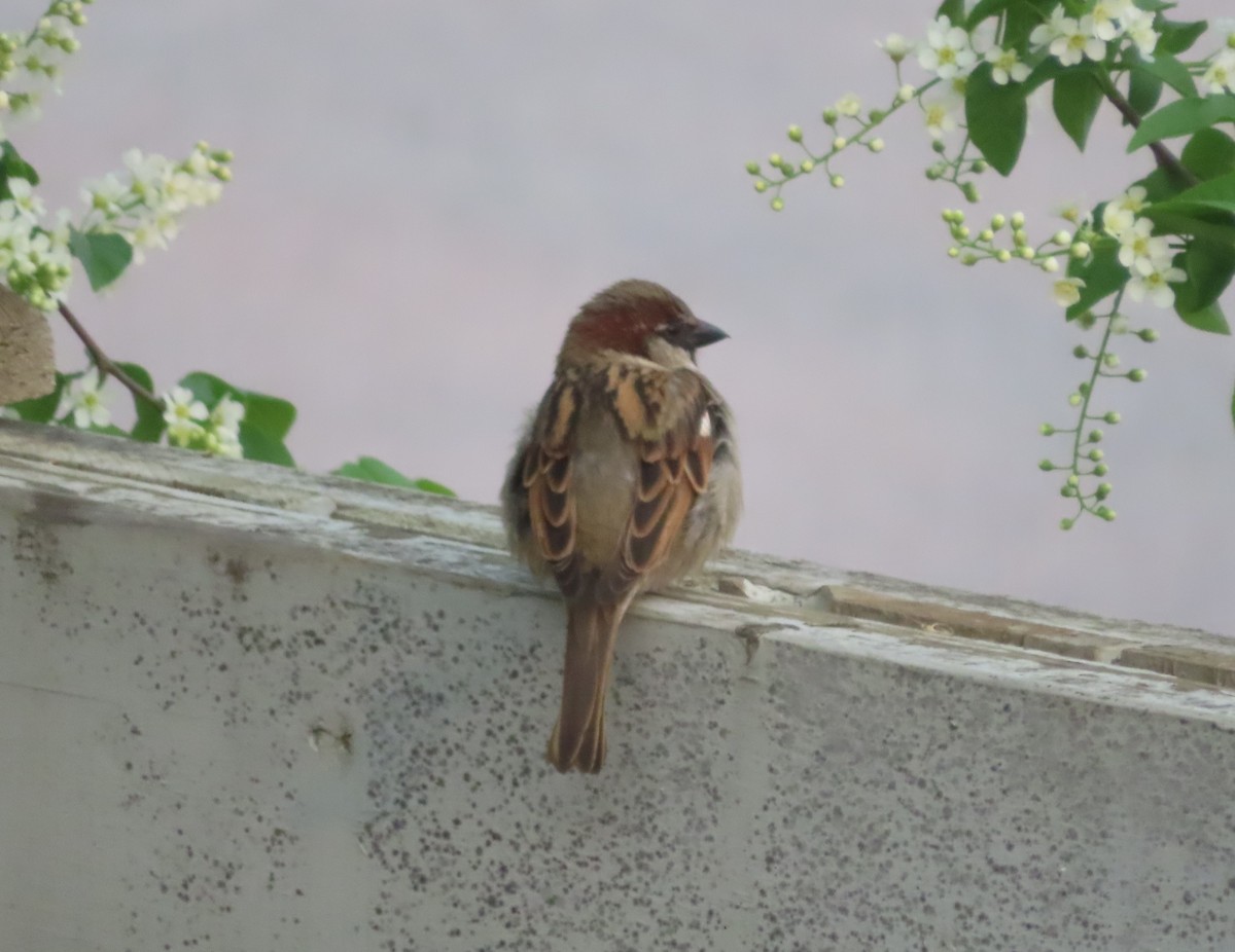 House Sparrow - ML618949792