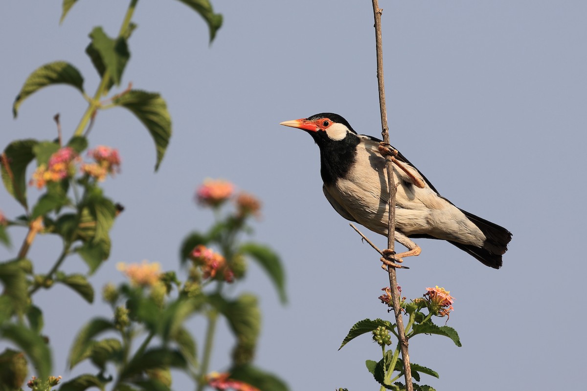 Indian Pied Starling - ML618949805