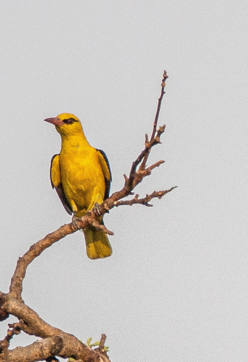 Indian Golden Oriole - ML618949809