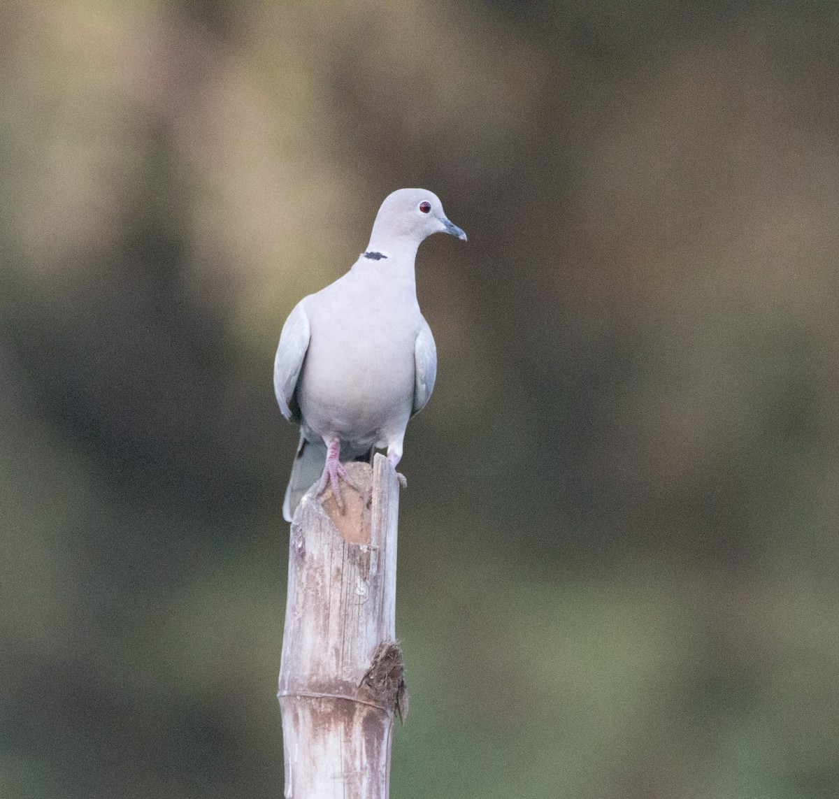 Eurasian Collared-Dove - Sugandha Pandit