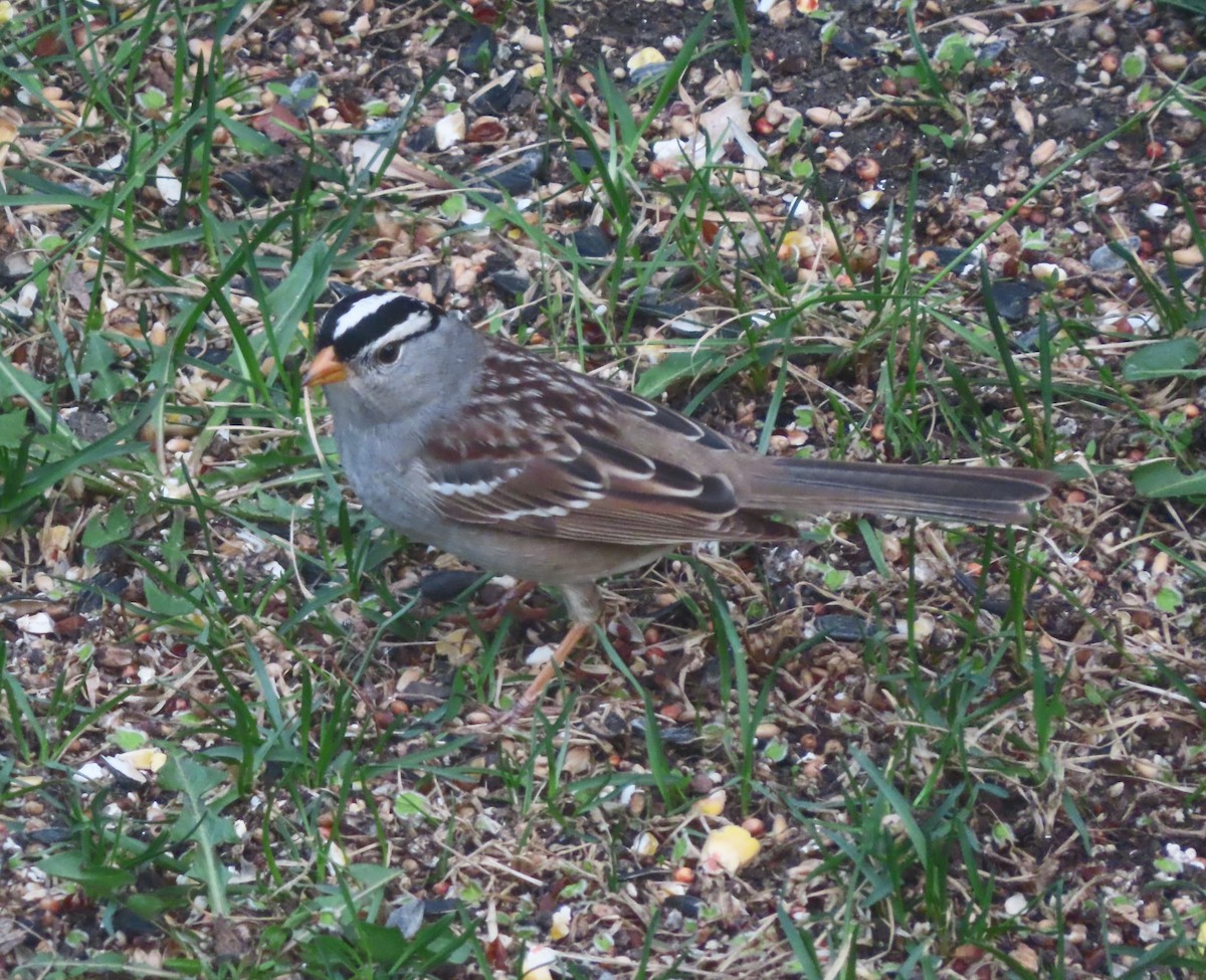 White-crowned Sparrow - Violet Kosack