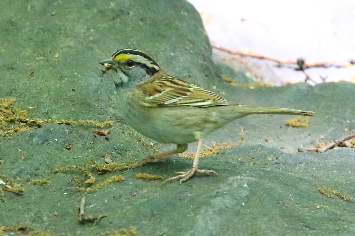 White-throated Sparrow - Scott Eaton