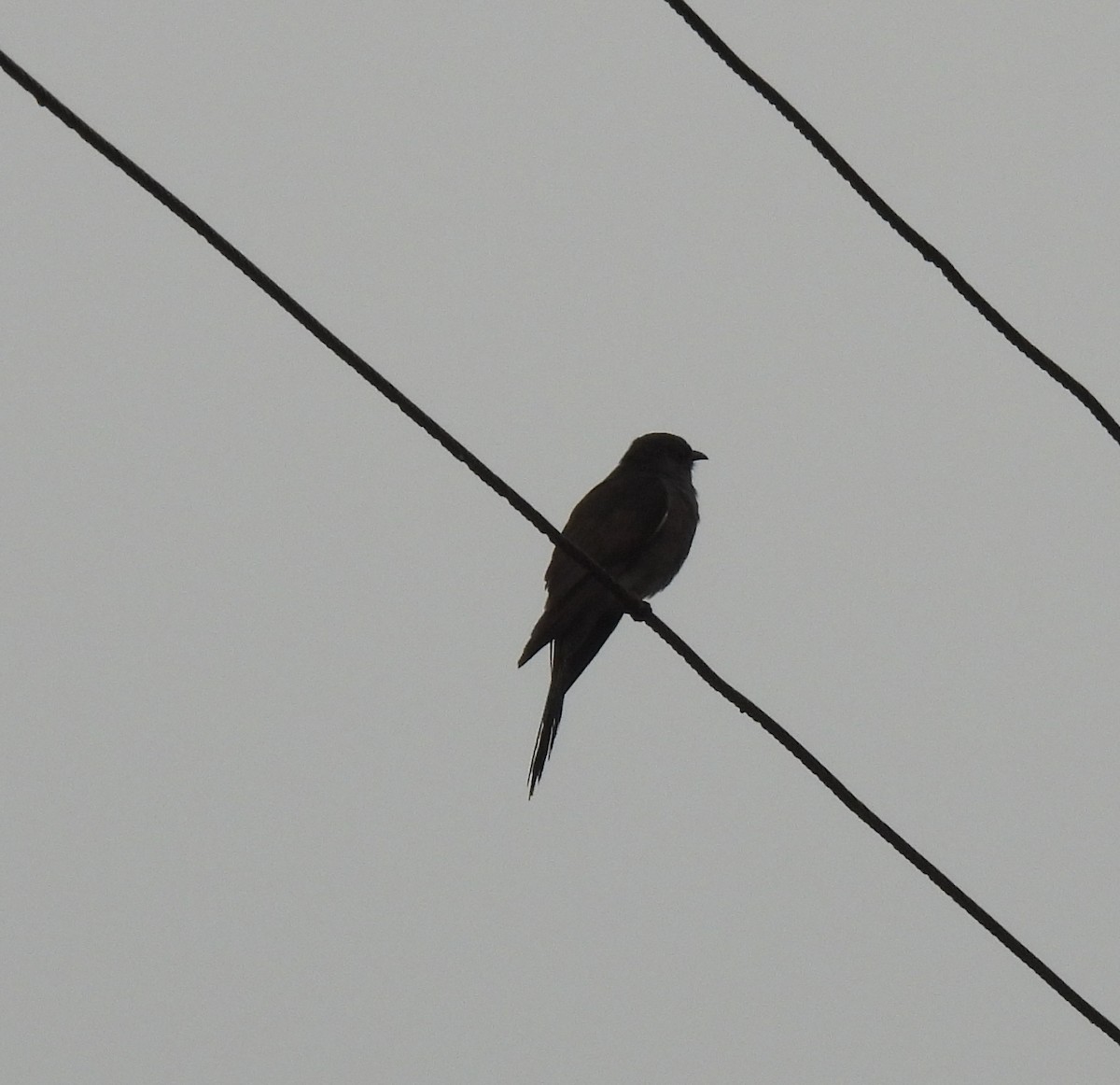 Gray-bellied Cuckoo - ML618949900