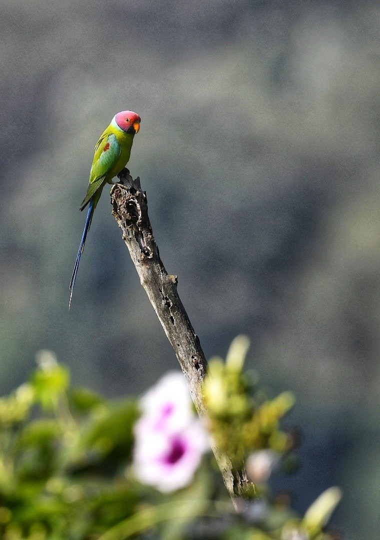 Plum-headed Parakeet - Renuka Vijayaraghavan