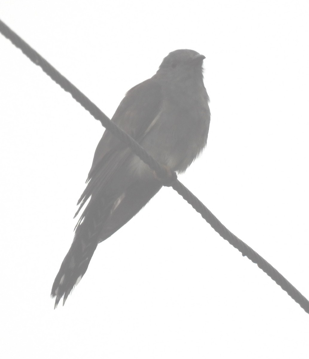Gray-bellied Cuckoo - ML618949920