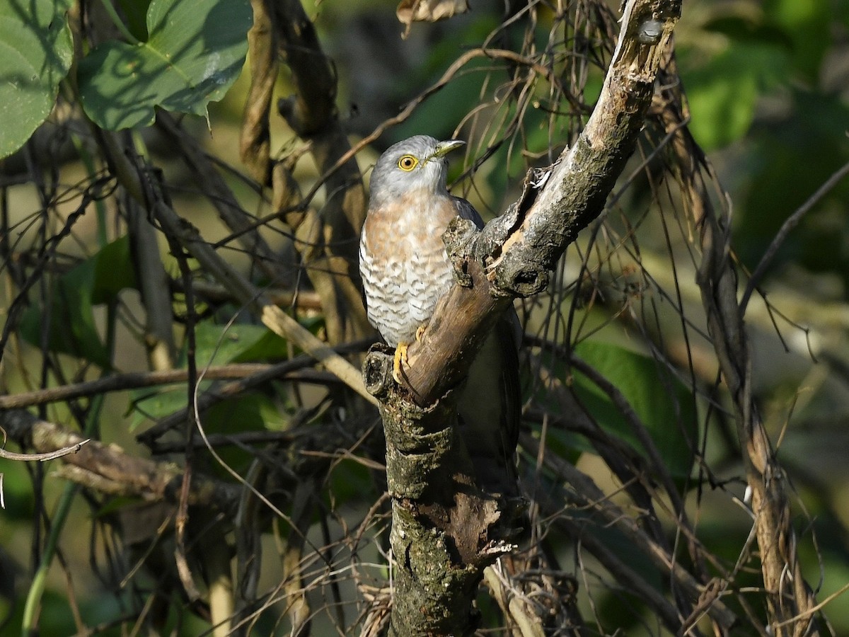 Common Hawk-Cuckoo - ML618949964