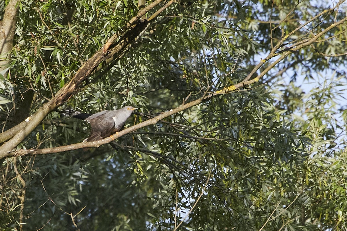 Common Cuckoo - Monika Kolodziej