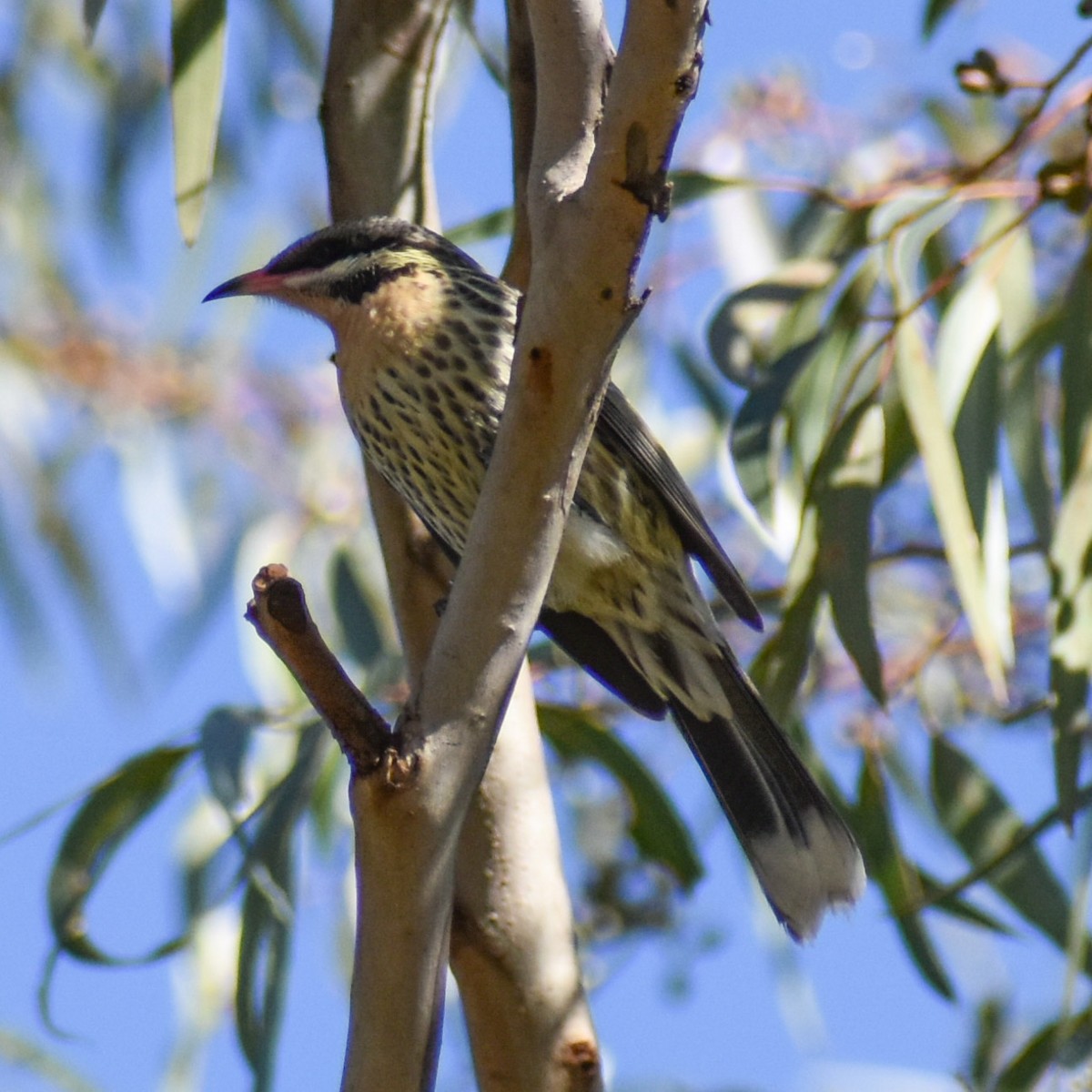 Spiny-cheeked Honeyeater - Julie Smith