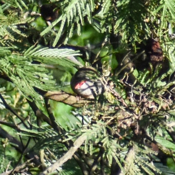 Red-browed Firetail - ML618950203