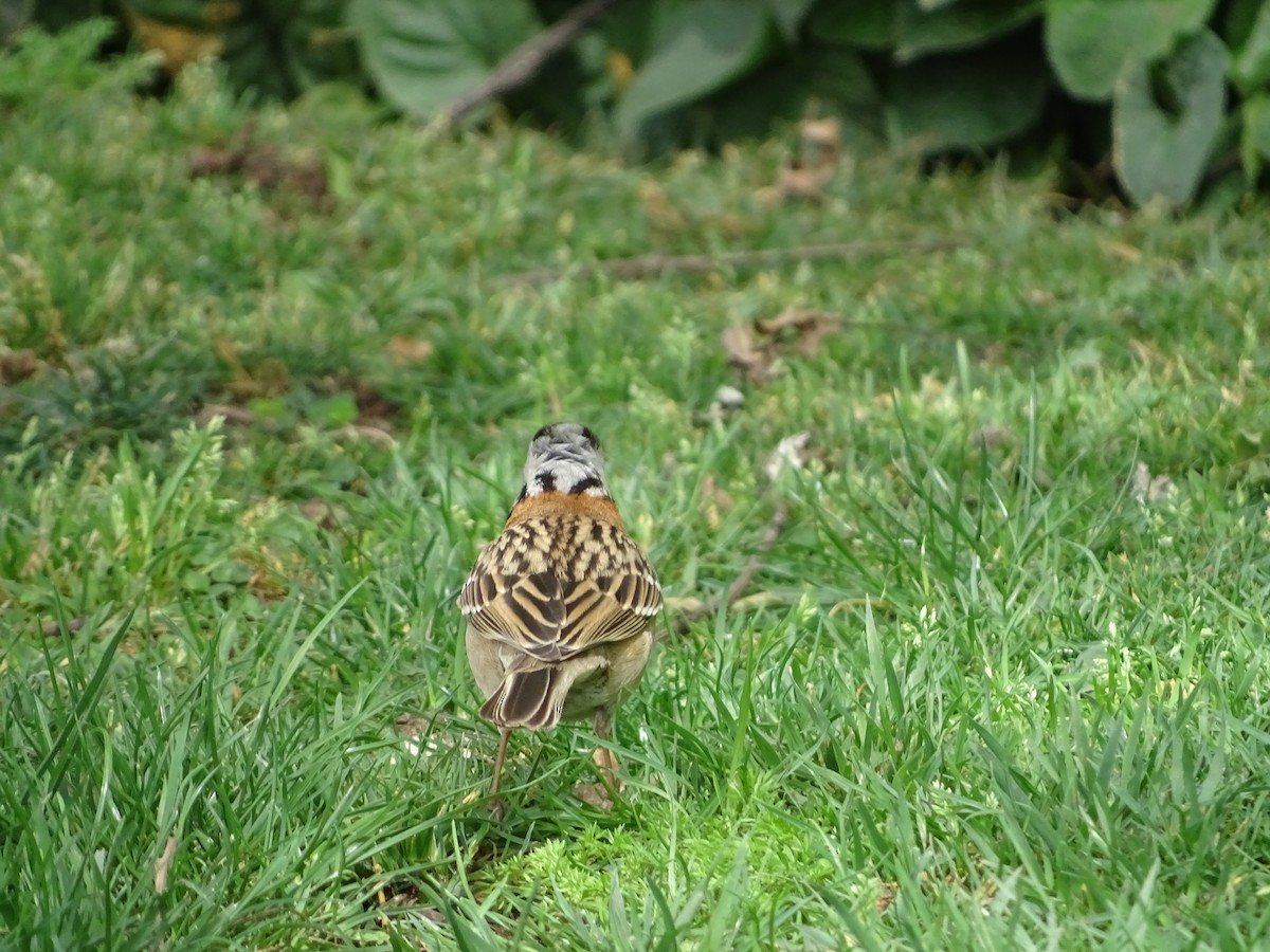 Rufous-collared Sparrow - ML618950207