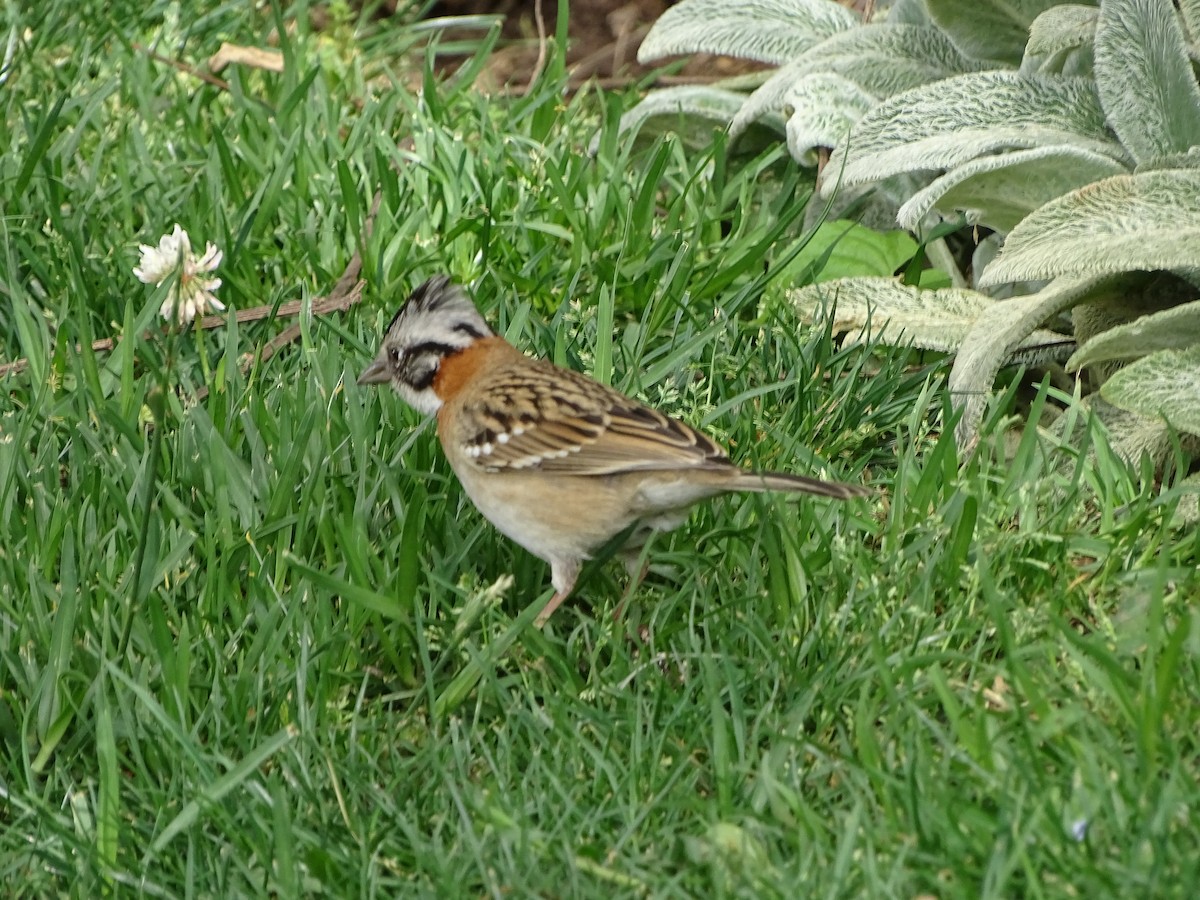 Rufous-collared Sparrow - ML618950208