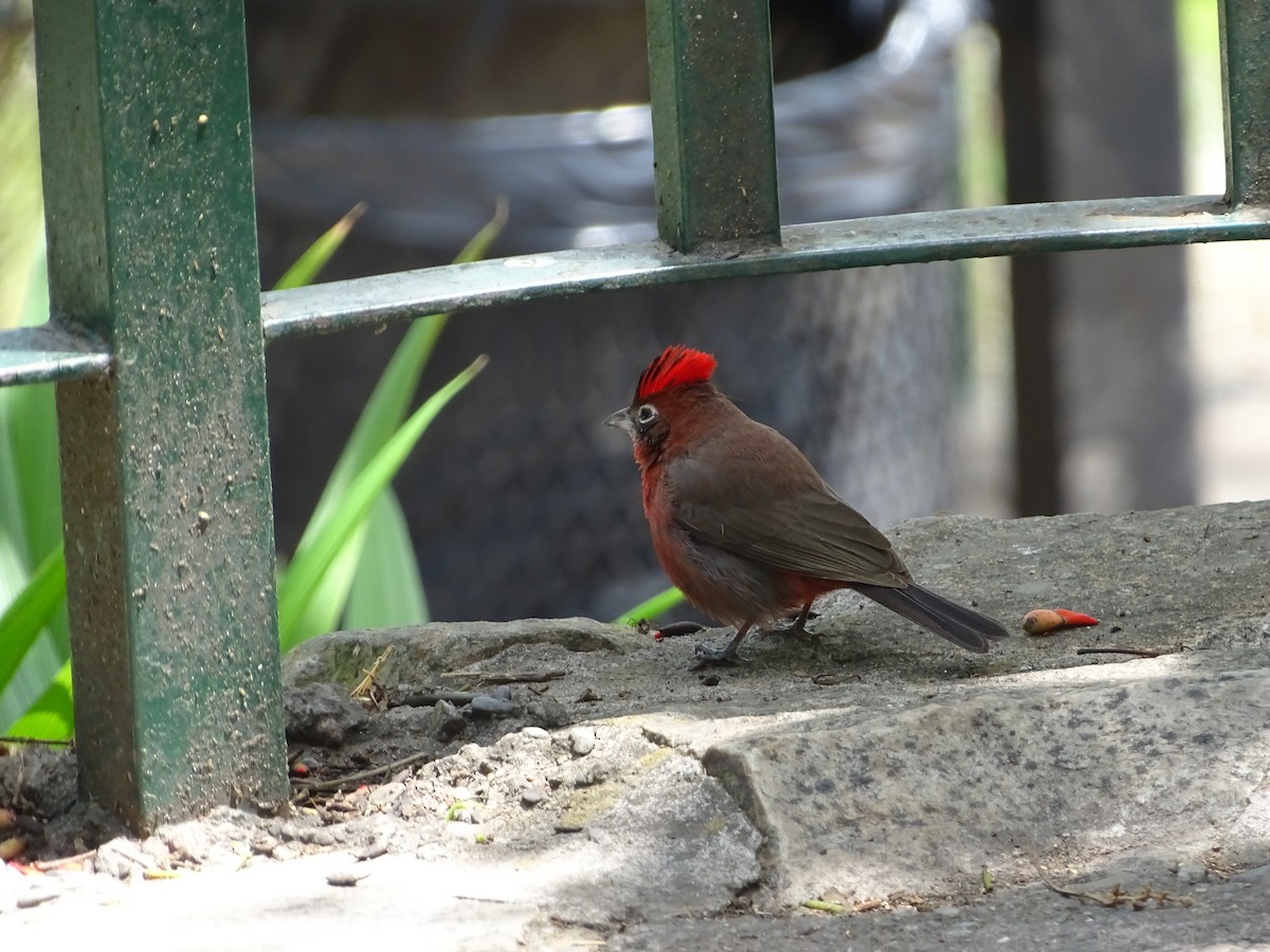 Red-crested Finch - ML618950224