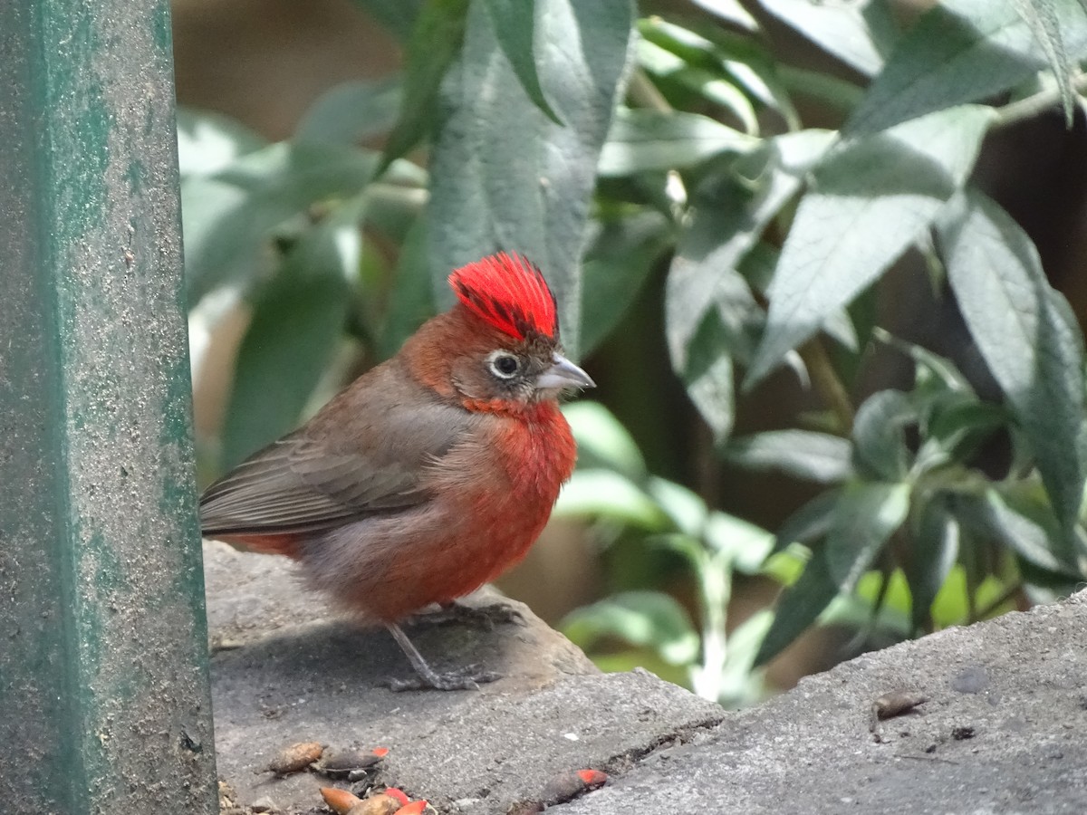 Red-crested Finch - ML618950228