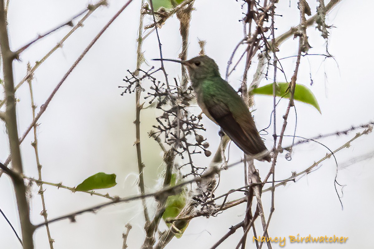 Buff-bellied Hummingbird - ML618950235