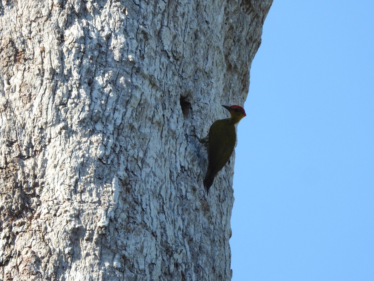 Yellow-throated Woodpecker - ML618950263