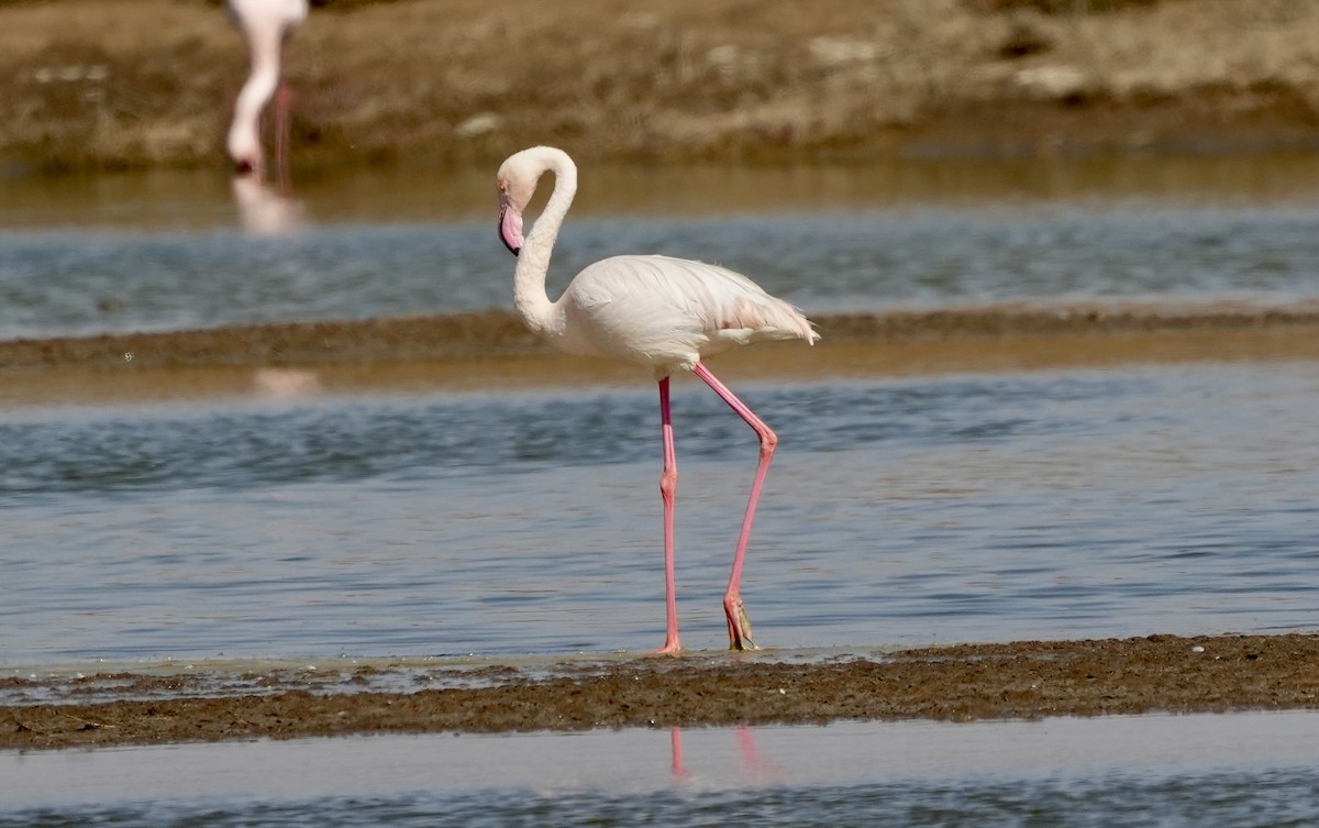 Greater/Lesser Flamingo - ML618950279