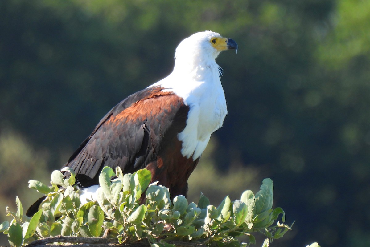 African Fish-Eagle - ML618950413