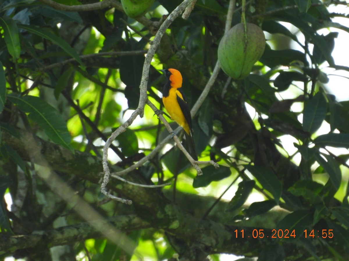 Orange-crowned Oriole - ML618950468