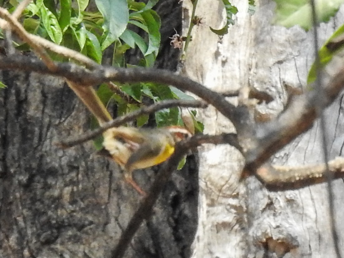 Rufous-capped Warbler - ML618950520