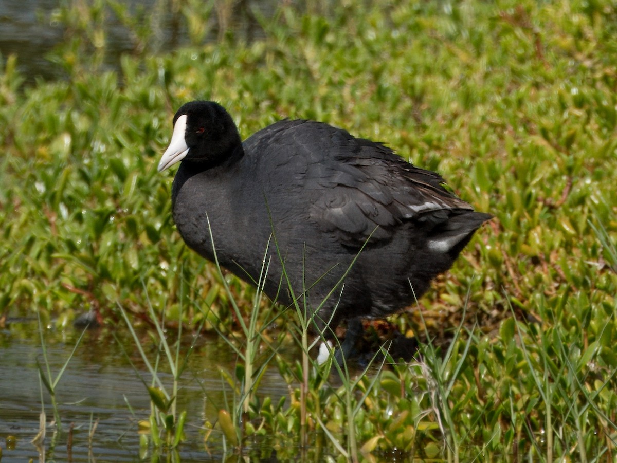 Hawaiian Coot (White-shielded) - ML618950570