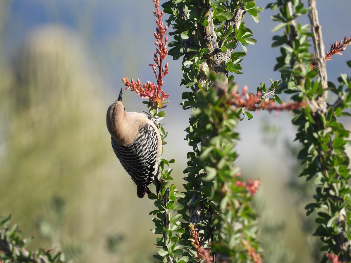 Gila Woodpecker - ML618950587