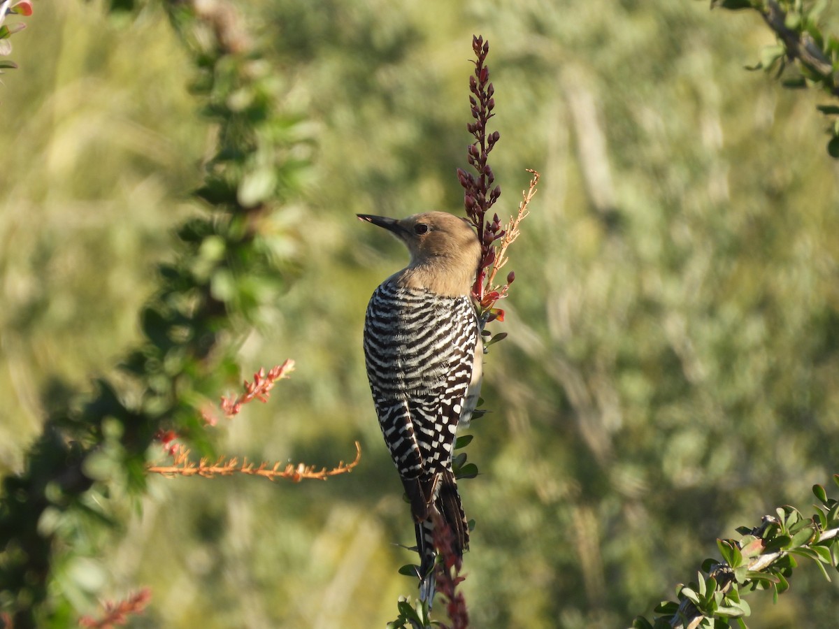 Gila Woodpecker - ML618950588