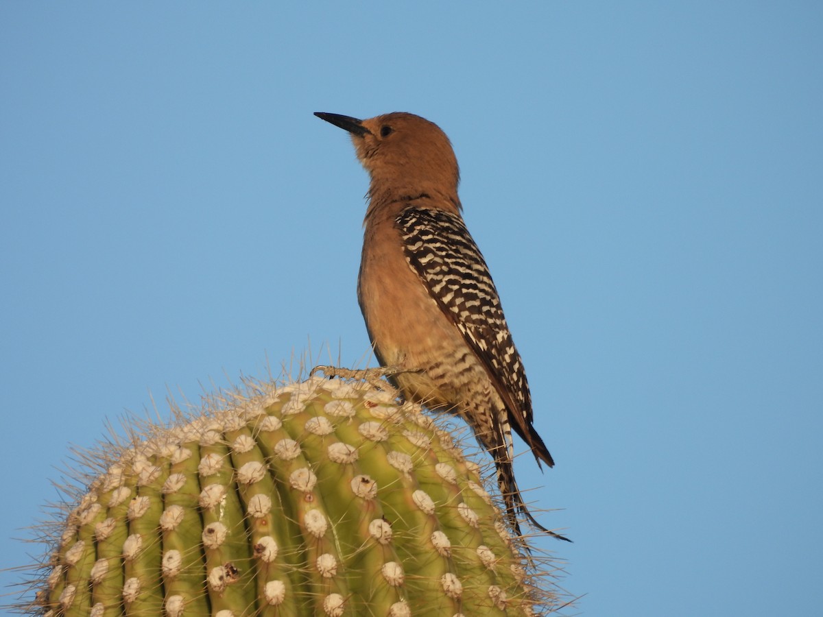 Gila Woodpecker - ML618950594