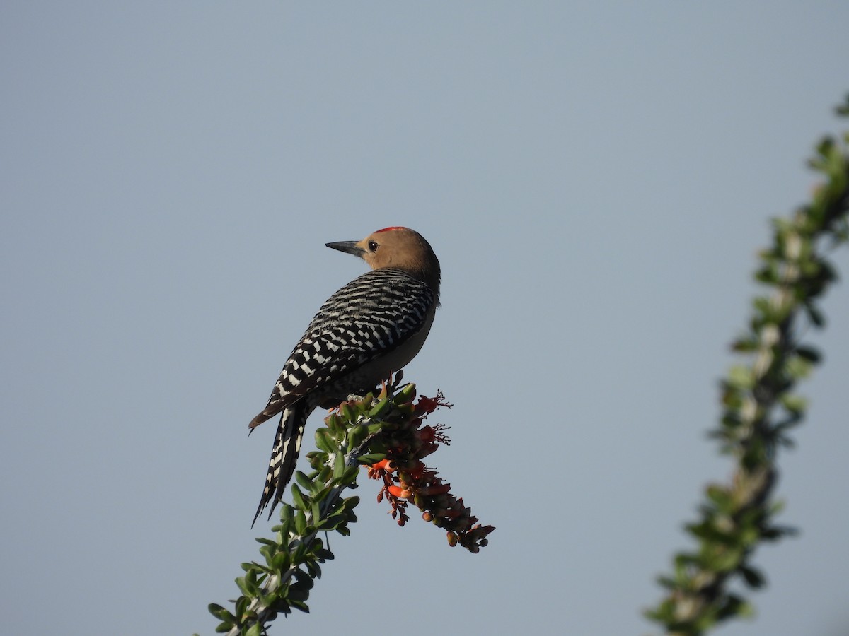 Gila Woodpecker - ML618950598