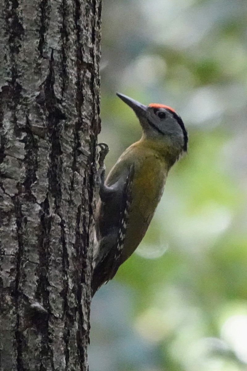 Gray-headed Woodpecker - Brecht Caers