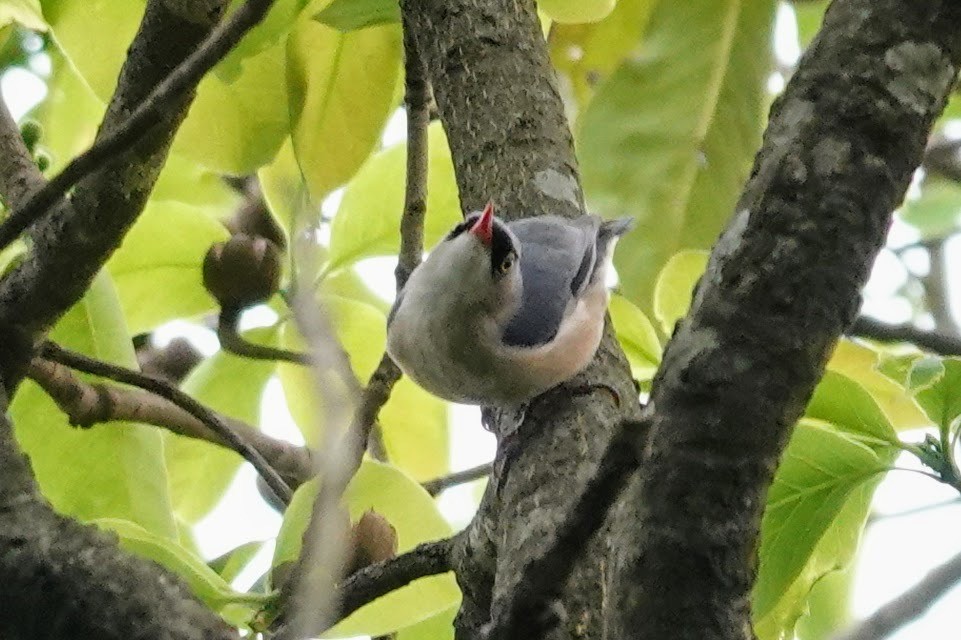 Velvet-fronted Nuthatch - Brecht Caers
