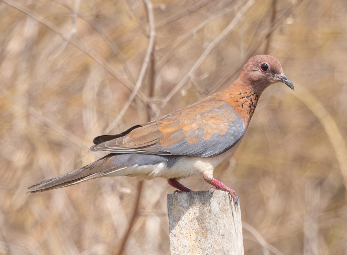 Laughing Dove - ML618950632
