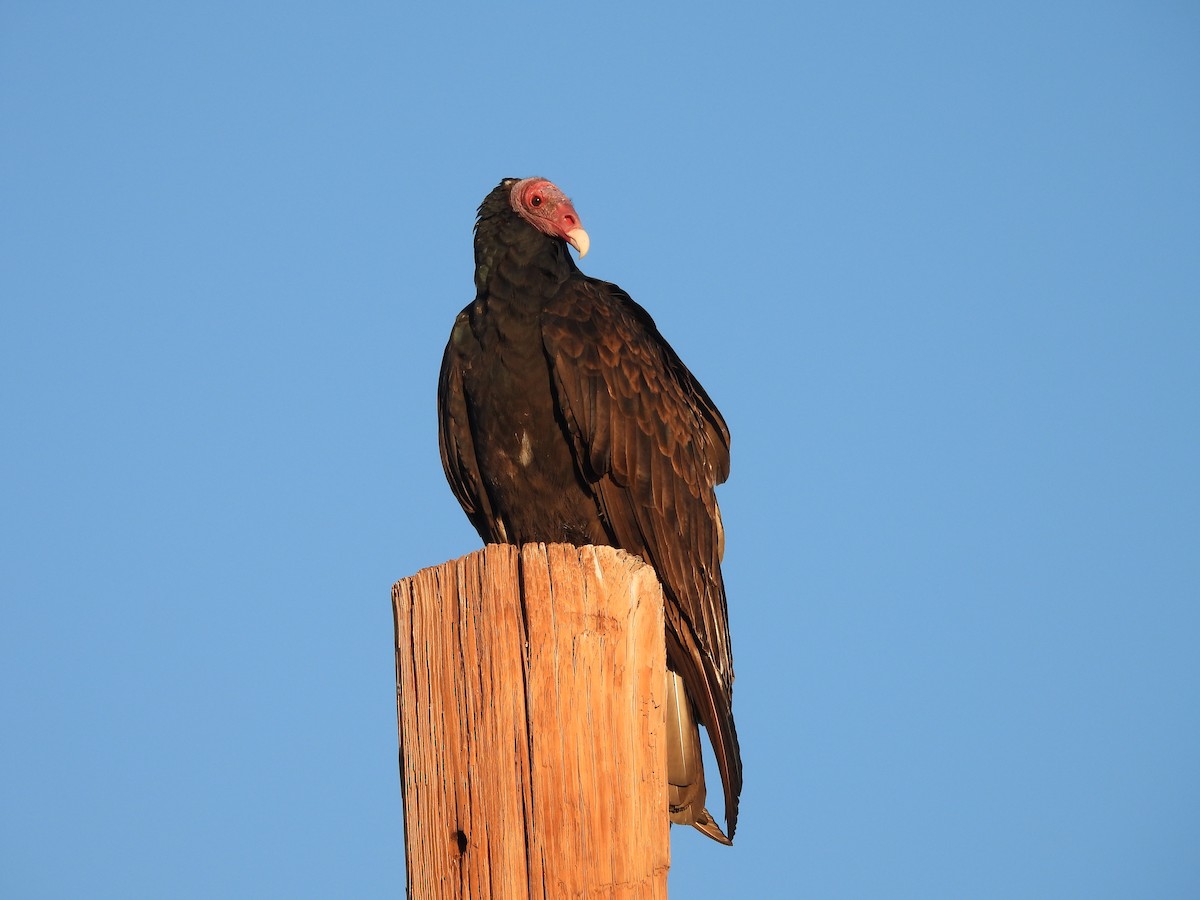 Turkey Vulture - L. Burkett