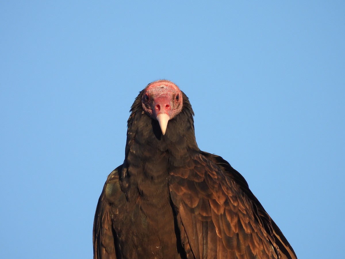 Turkey Vulture - ML618950659