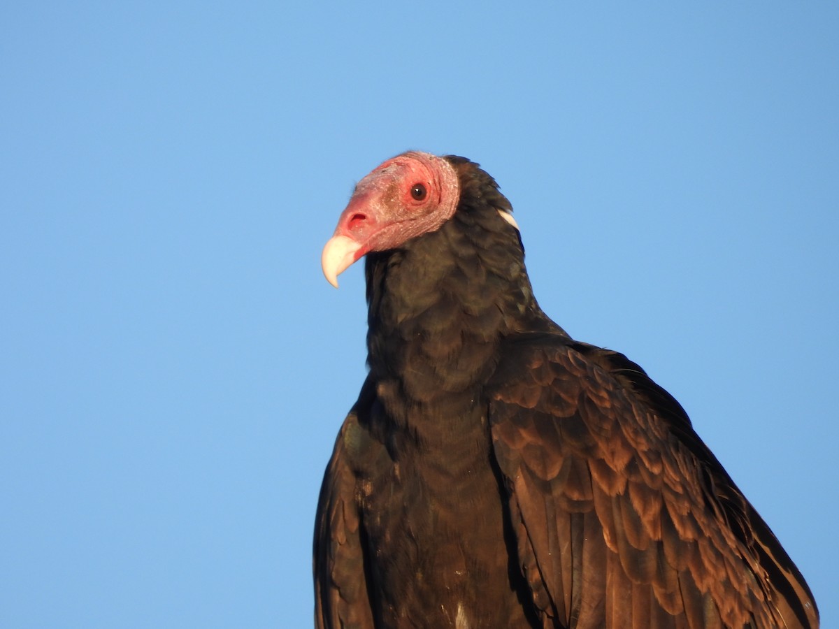 Turkey Vulture - L. Burkett